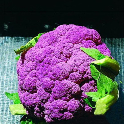 CYBEXIS F1 Hybrid Purple Broccoli Seeds2000 Seeds Seed(2000 per packet)