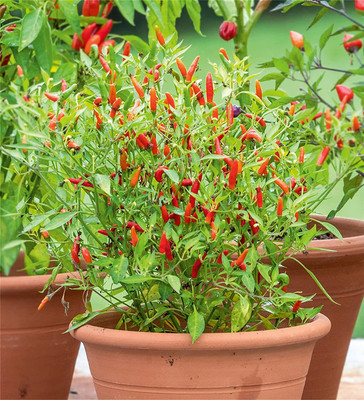 VibeX ® LXI-479 Rare Chilli Pepper 'Etna' Seeds Seed(200 per packet)