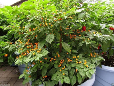 CYBEXIS NBIR-93 - Aji Charapita Hot Chilli From Amazonian region of Peru (1350 Seeds) Seed(1350 per packet)