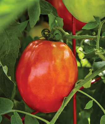 CYBEXIS HUA-82 - Gladiator Red Roma Tomato - (150 Seeds) Seed(150 per packet)