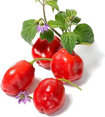 WILLVINE LX-581 Red Manzano Chilli Pepper Seeds Seed(200 per packet)