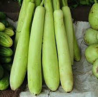 KANAYA BottleGourd Seeds For Home Gardening Seed(100 per packet)