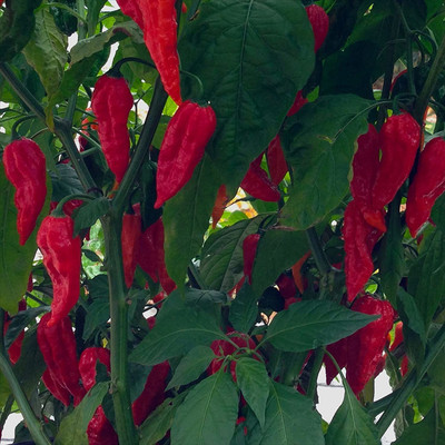 VibeX ® VMR-1023 Bhut Jolokia Seeds (Red)Chilli Seed(200 per packet)