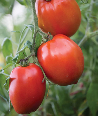 CYBEXIS GBPUT-10 - Large Red Paste Tomato - (150 Seeds) Seed(150 per packet)