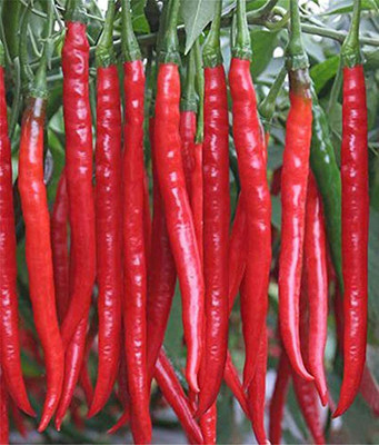 VibeX ® XLR-422 Red Long Pepper Seeds Cayenne Chilli Seed(200 per packet)