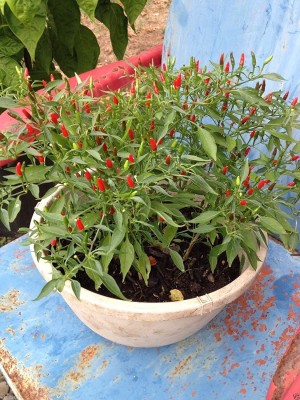 CYBEXIS VVI-55 - Filipino Bird's Eye Chili Very RareSuper Hot! - (1350 Seeds) Seed(1350 per packet)