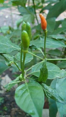 CYBEXIS VXI-87 - Pepper Siling Labuyo Filipino Bird's Eye Chili Super Hot - (150 Seeds) Seed(150 per packet)