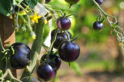 VibeX ® VXI-383 Purple Cherry Tomato Seeds Seed(200 per packet)