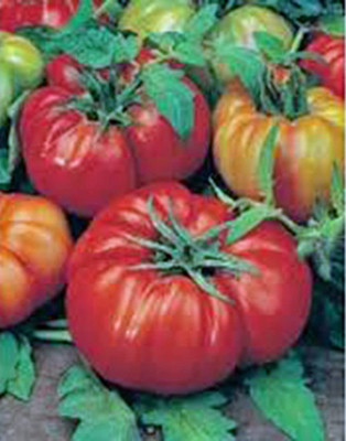 CYBEXIS TLX-41 - Tomato Beefsteak - (1350 Seeds) Seed(1350 per packet)
