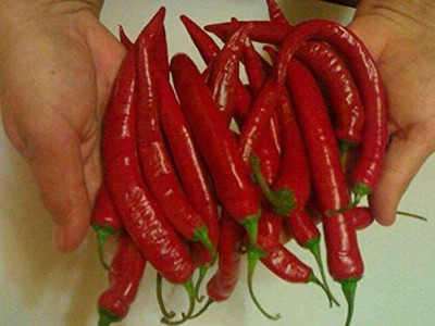 VibeX LXI-39 - Fire Hot Long Red Chilli - (1350 Seeds) Seed(1350 per packet)