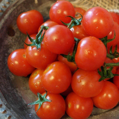 CYBEXIS ATS-84 - Tomato - Small Red Cherry - (1350 Seeds) Seed(1350 per packet)