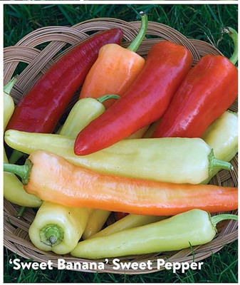 CYBEXIS PAU-28 - Hybrid Chilli sweet cayenne peppers - (1350 Seeds) Seed(1350 per packet)