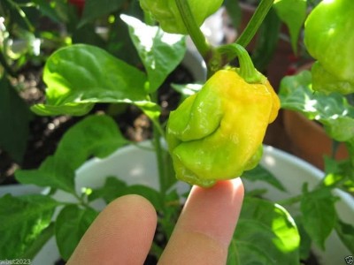 VibeX ® VLR-609 Trinidad 7 Pot Yellow - One of the Hottest Chilli Seed(200 per packet)