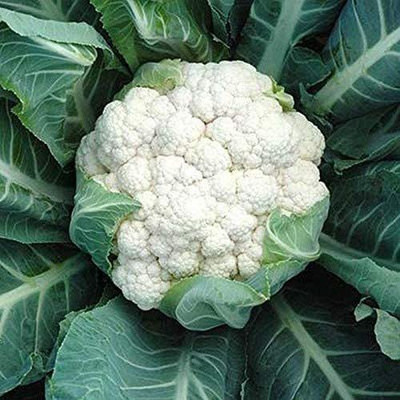 CYBEXIS PUAS-94 - Aquarius F1 Hybrid Early Maturing Cauliflower - (150 Seeds) Seed(150 per packet)