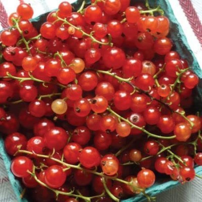 VibeX ® LXI-1038 Red Currant Tomato Seeds Seed(200 per packet)