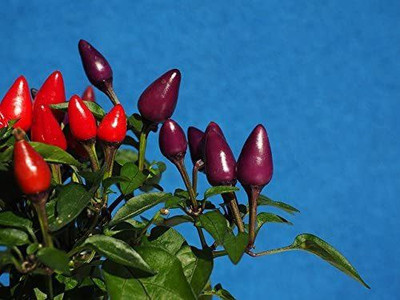 VibeX ® RXI-1040 BOLIVIAN RAINBOW PEPPER CHILLI Seed(200 per packet)