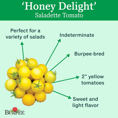 CYBEXIS NDIR-17 - Yellow Slicing Saladette Tomato - (150 Seeds) Seed(150 per packet)