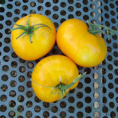 WILLVINE NDIR-918 Giallo De Summer Tomato Seeds Seed(200 per packet)