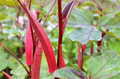 Aywal High Yield Red Lady Finger Hybrid F1 SUPREME Seed(300 per packet)