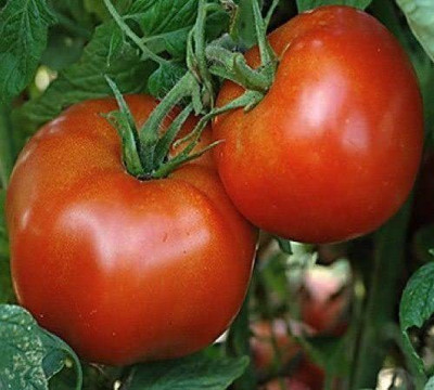 VibeX ® XXL-991 Rutgers Tomato Seeds Seed(200 per packet)