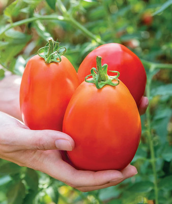 CYBEXIS HUA-48 - Gladiator Red Roma Tomato - (1350 Seeds) Seed(1350 per packet)