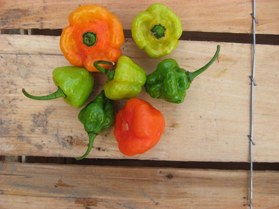 CYBEXIS LXI-90 - Pepper Chilli/ajicitooaji gustosoají cachucha & sweet - (1350 Seeds) Seed(1350 per packet)