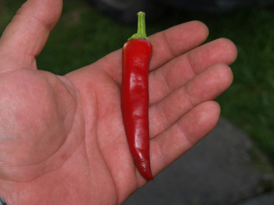 CYBEXIS PUAS-43 - Fire Hot Long Red Chilli - (1350 Seeds) Seed(1350 per packet)