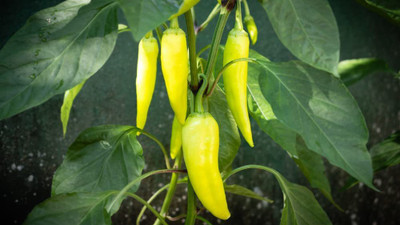 WILLVINE Banana Pepper Chilli Seed(200 per packet)