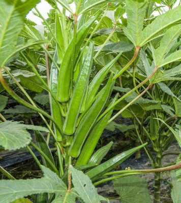 WILLVINE LXI-618 Lady Fingers Bhindi Clemson Spineless Seed(100 per packet)