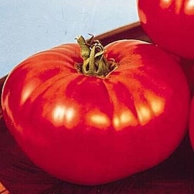 Biosnyg ®LXI-590 Big Beef Tomato Large Fruits Heavy Yields Seed(200 per packet)