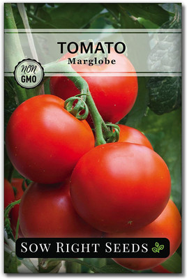 CYBEXIS NBIR-8 - Marglobe Tomato - (1350 Seeds) Seed(1350 per packet)