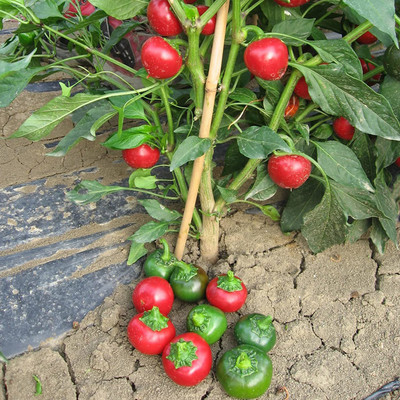 Biosnyg ®PAU-800 Chilli Hot Round Seed(200 per packet)