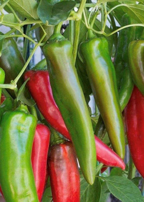 CYBEXIS PUAS-60 - Anaheim Chilli Pepper - (1350 Seeds) Seed(1350 per packet)
