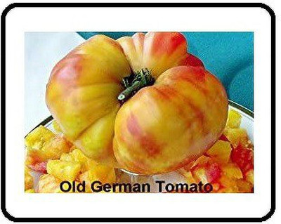 CYBEXIS LXI-73 - Old German Tomato - (1350 Seeds) Seed(1350 per packet)