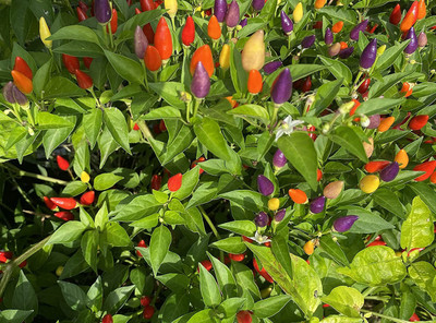 WILLVINE TLX-881 Bolivian Rainbow Chilli Seed Seed(200 per packet)