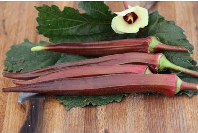 WILLVINE VVI-362 Bhendi Red (Red Ladies Finger/Red Okra) Seed(100 per packet)