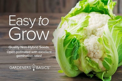 VibeX GBPUT-10 - Cauliflower for Planting - (Snowball Y Improved) - (150 Seeds) Seed(150 per packet)