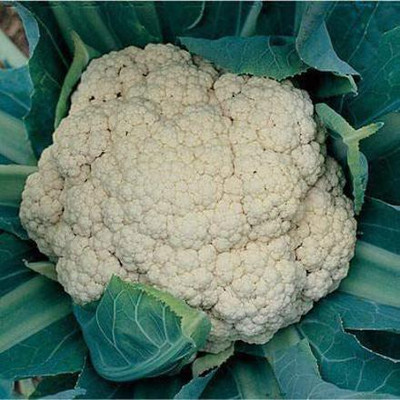 CYBEXIS PUAS-43 - Cauliflower Snow Crown(White)Non-GMO Hybrid - (1350 Seeds) Seed(1350 per packet)