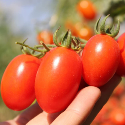 CYBEXIS NBIR-25 - Roma Tomato - (1350 Seeds) Seed(1350 per packet)