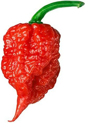 CYBEXIS PAU-62 - Carolina Reaper Chilli - (150 Seeds) Seed(150 per packet)