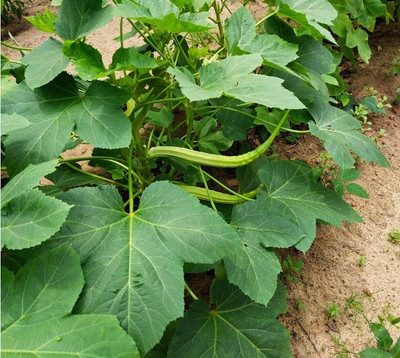 Biosnyg Elephant Tusk Okra or Bhindi Seed(100 per packet)