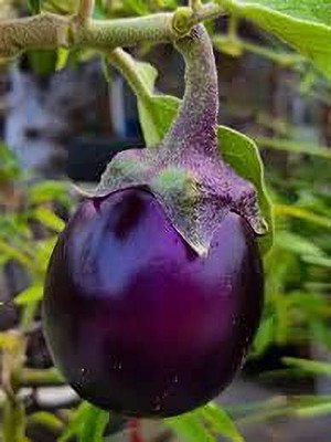 KANAYA Brinjal Black Beauty Seed(10 per packet)