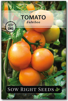 CYBEXIS VVI-4 - Jubilee tomato - (1350 Seeds) Seed(1350 per packet)