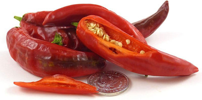 CYBEXIS XL-46 - Sonora Mild Chilli - (1350 Seeds) Seed(1350 per packet)