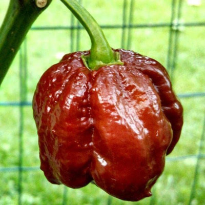 VibeX ® XXL-796 Chocolate Moruga Chilli Pepper Seeds Seed(200 per packet)