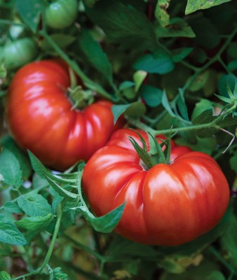 VibeX ® XXL-4 Steakhouse Large Beefsteak Giant Tomato Seeds Seed(200 per packet)