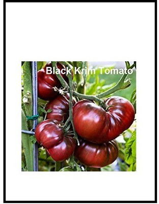 VibeX NBIR-76 - Black Krim Tomato - (1350 Seeds) Seed(1350 per packet)