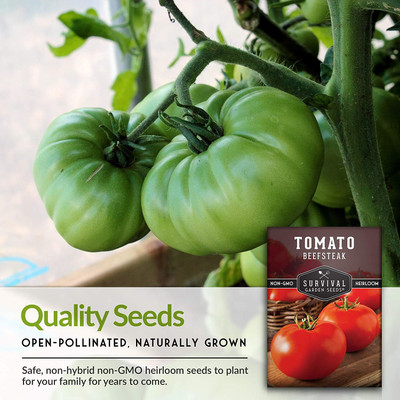 CYBEXIS XL-80 - Beefsteak Tomato - (150 Seeds) Seed(150 per packet)