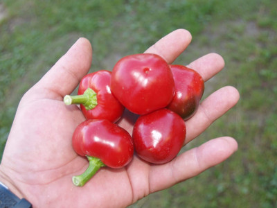 VibeX ® VLR-805 Chili Pepper Hot Round Seeds Seed(200 per packet)