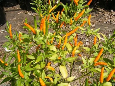 VibeX ® RXI-305 Orange Thai, Chili/Chilli Pepper (Capsicum Annuum) Seeds, Very Rare ! Seed(200 per packet)